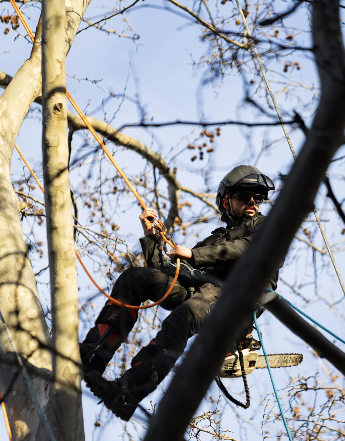 Élagueur Arb’Osoin travaillant dans un arbre à Saint-Cyr-sur-Mer