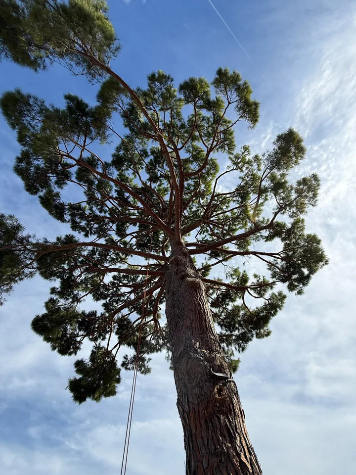Taille d’un pin parasol à Sanary-sur-Mer