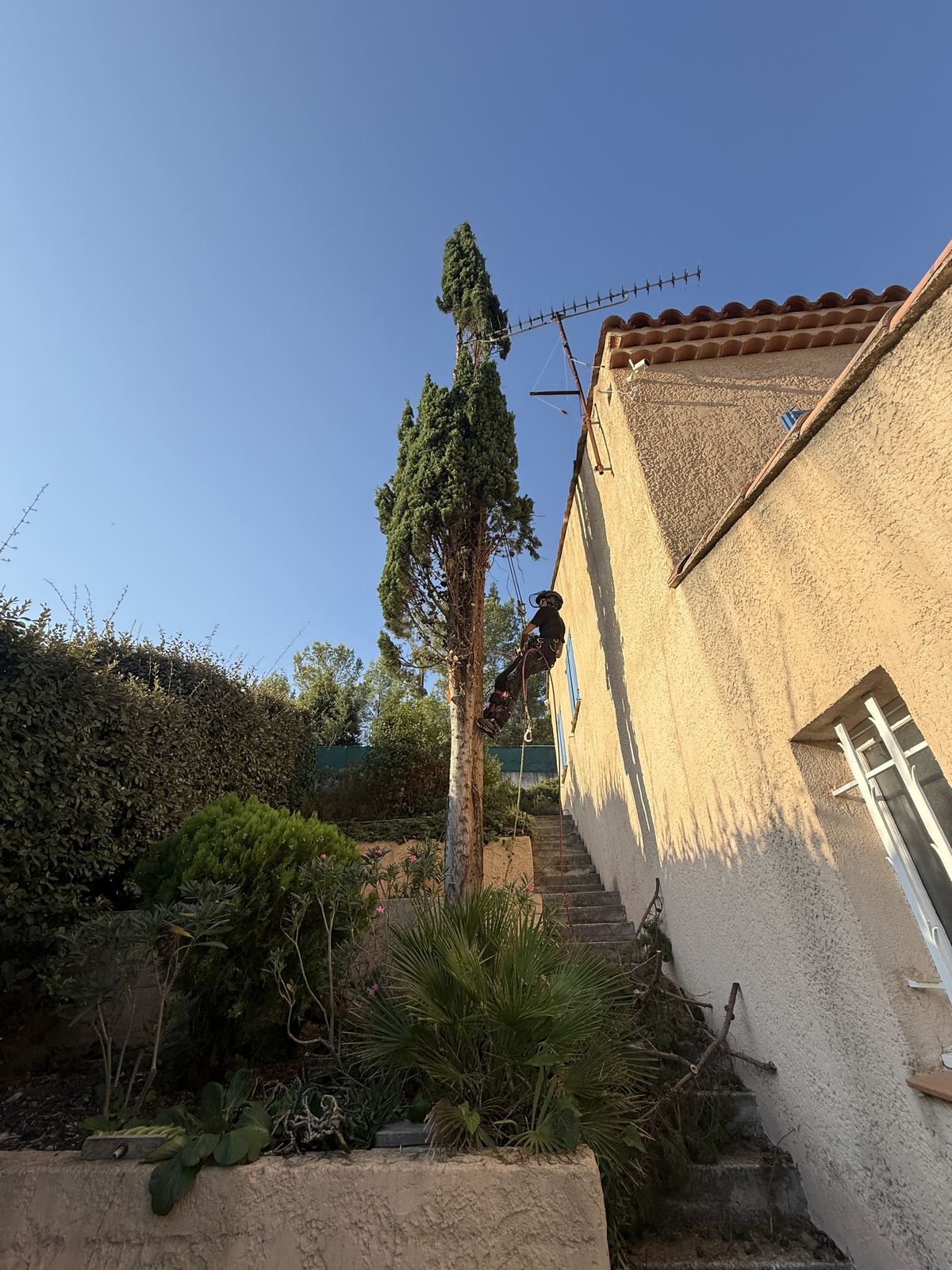 Abattage contrôlé d’un cyprès à Saint-Cyr-sur-Mer