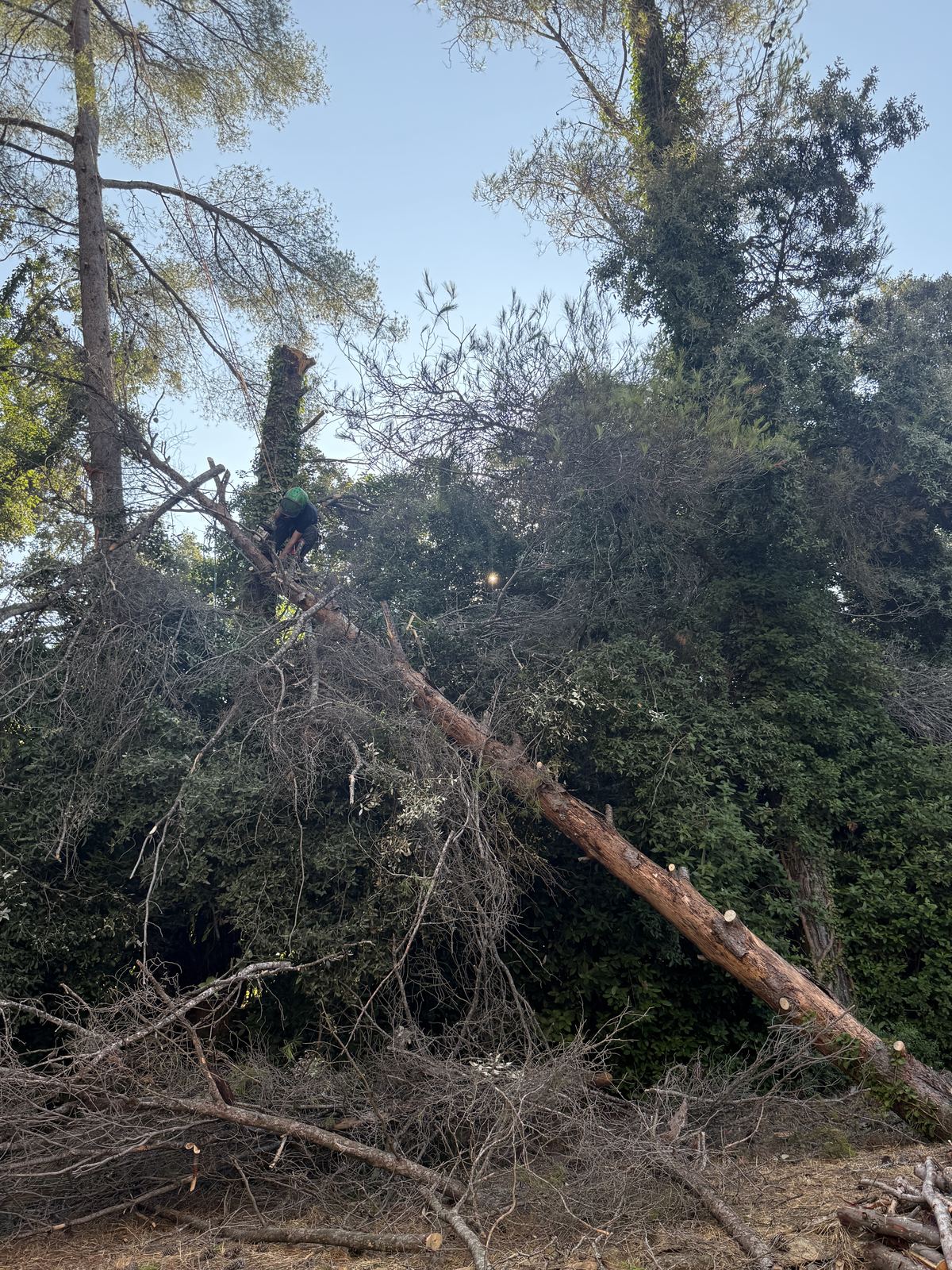 Abattage d’urgence d’un pin au Castellet