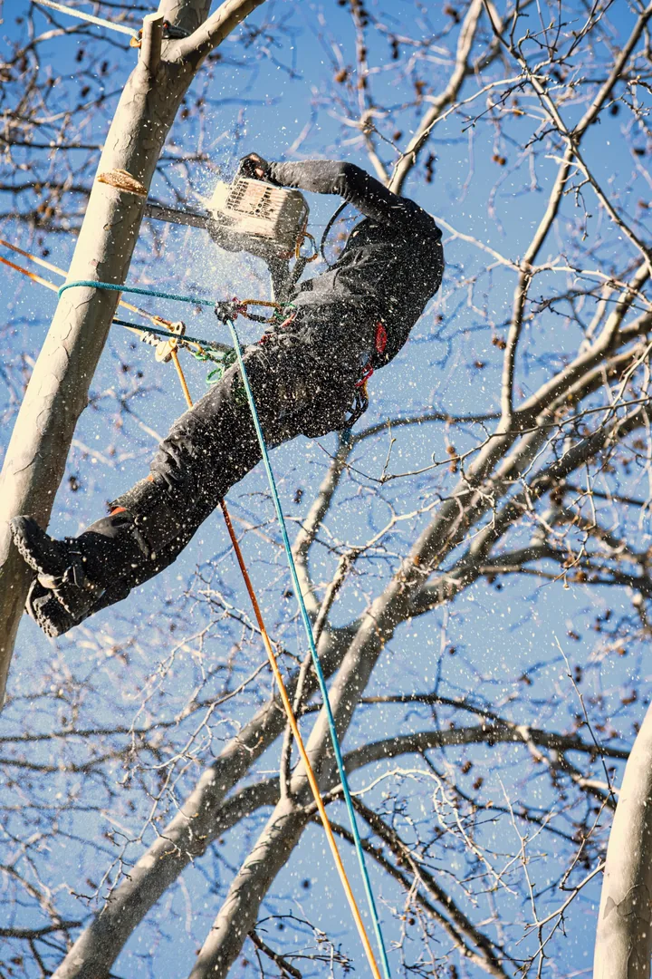 Abattage technique d’un grand arbre