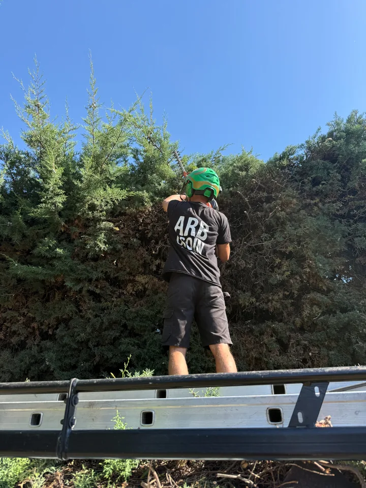 Taille d’une grande haie de cyprès